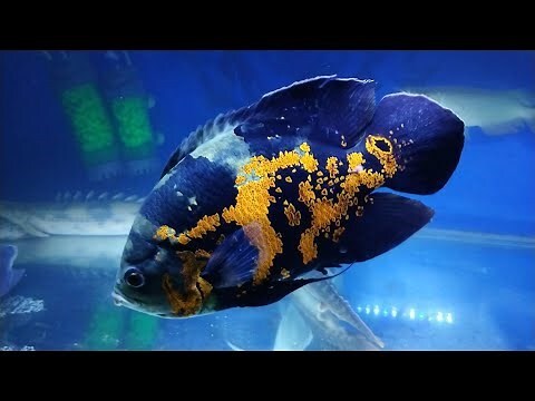 豬仔魚 飼養